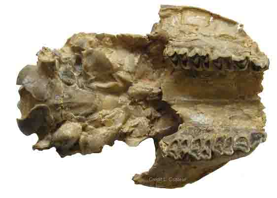 Crâne de Moschidae - Miocène d'Allemagne
