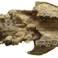 Crâne de Moschidae - Miocène d'Allemagne